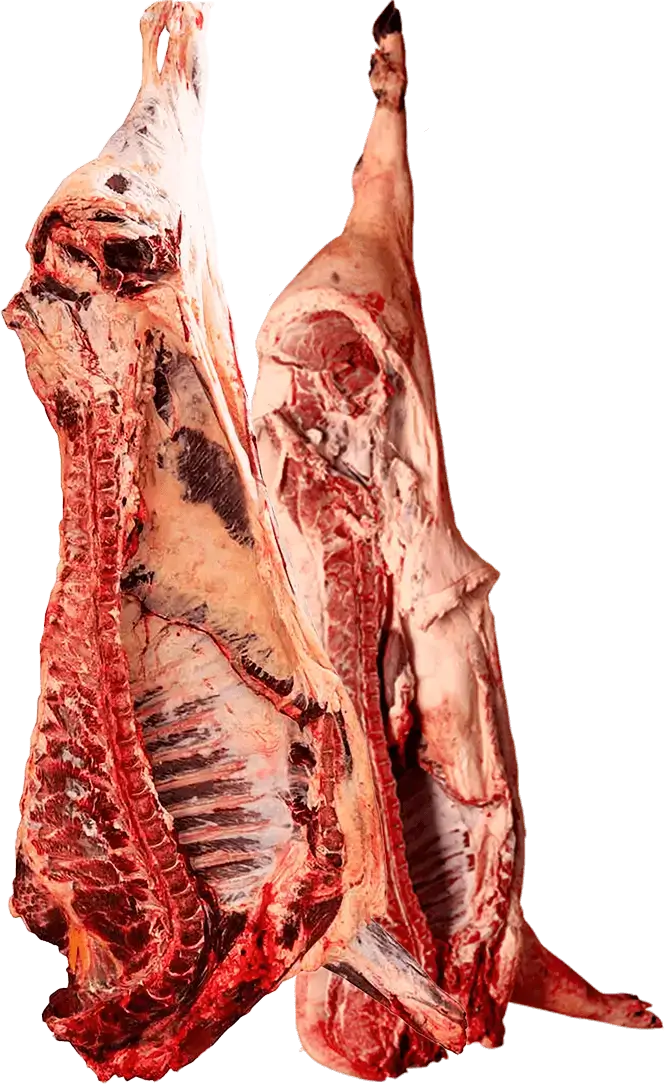 CARNES